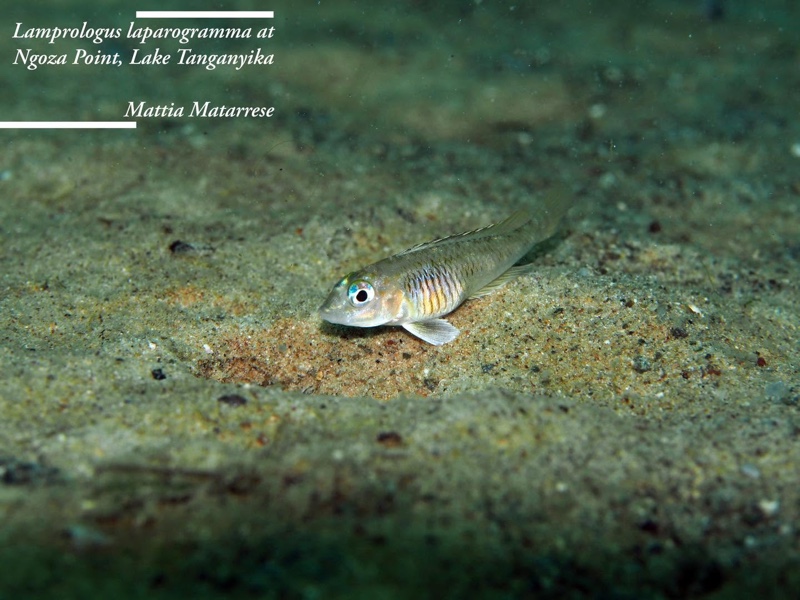 Lamprologus laparogramma 'Ngosa Point'
